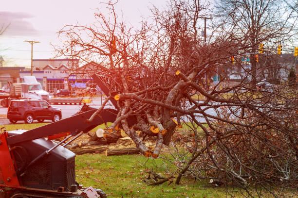 Best Tree Trimming and Pruning  in Bridgeport, IL