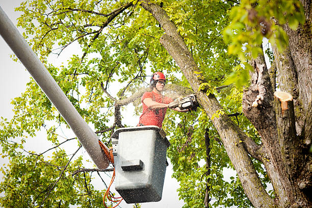 Best Tree Disease Treatment  in Bridgeport, IL