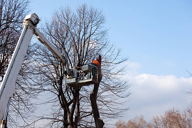 Best Seasonal Cleanup  in Bridgeport, IL